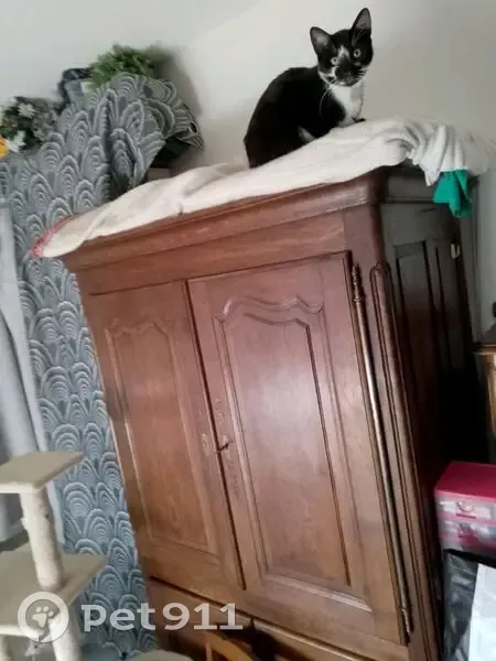 Chat perdu à Bourges : Scoubidou noir et blanc - photo