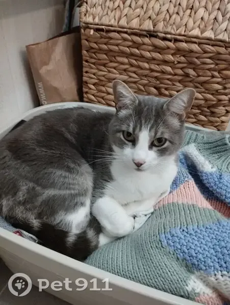 Chat gris perdu à Rennes, collier bleu - photo