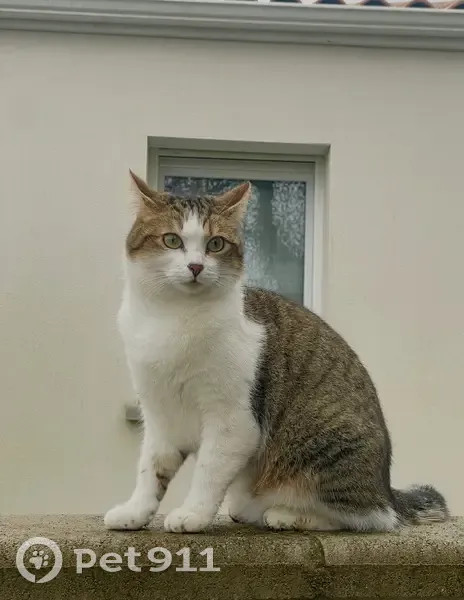 Chatte tigrée perdue à La Haie-Fouassière - photo