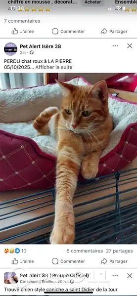 Chat tigré roux perdu à La Pierre - photo