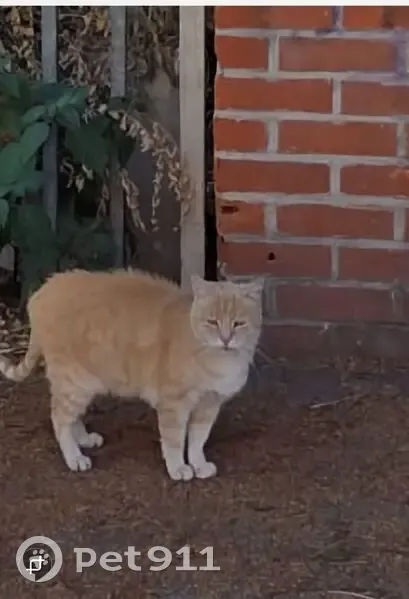 Chat roux et blanc abandonné à Lille - photo