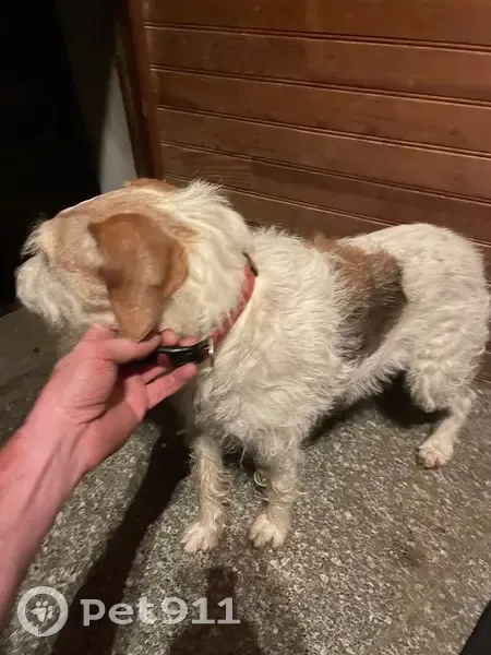 Chien trouvé Rue de la Placette, Nasbinals - photo