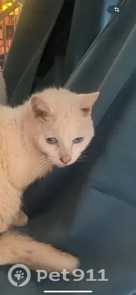 Chat mâle blanc crème trouvé à Beaussais - photo