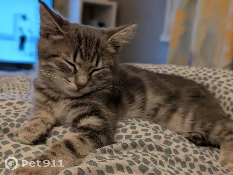 Chaton gris tigré perdu à Meudon - photo