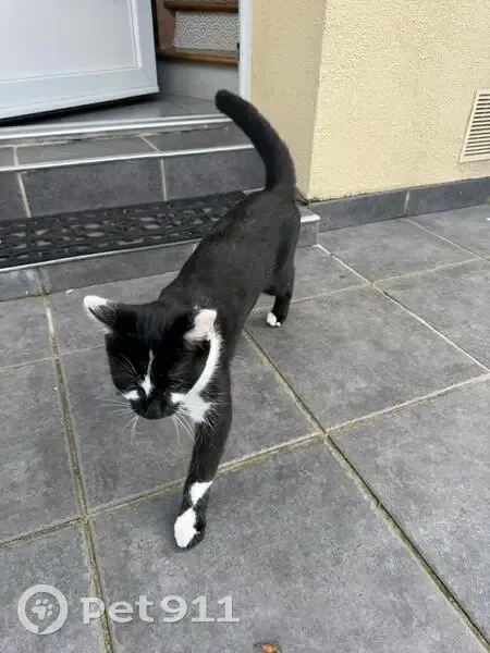 Chat perdu à Faches-Thumesnil - photo