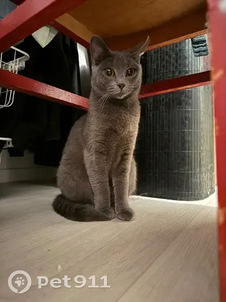Petite chatte Chartreux trouvée à Herseaux - photo
