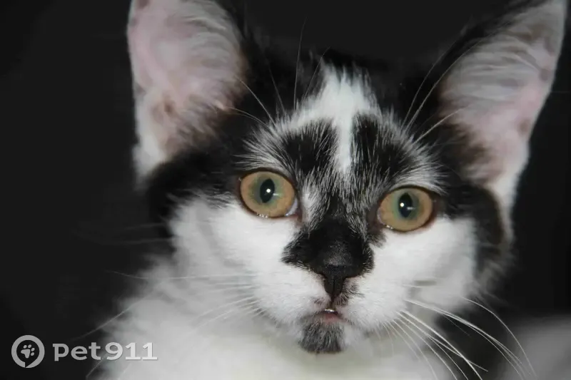 Chatte blanche/noire perdue, Caen 8 oct. - photo