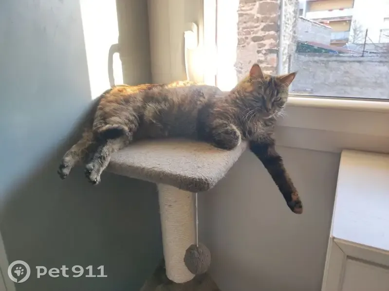 Chat perdue, écailles, Cébazat - photo