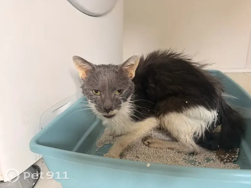 Chat trouvé maigre et sale à Tergnier - photo
