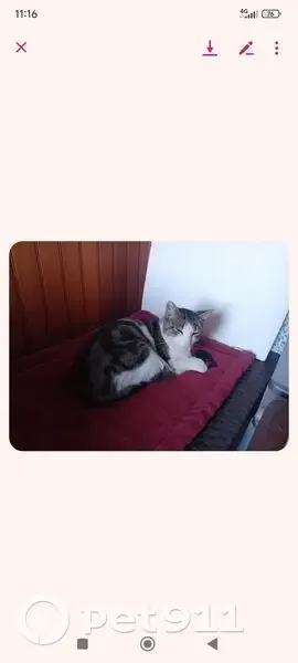 Chat perdu: blanc/noir/gris, queue courte - photo