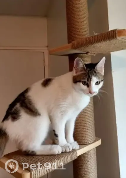 Chatte perdue à Dyo : Blanche et grise - photo