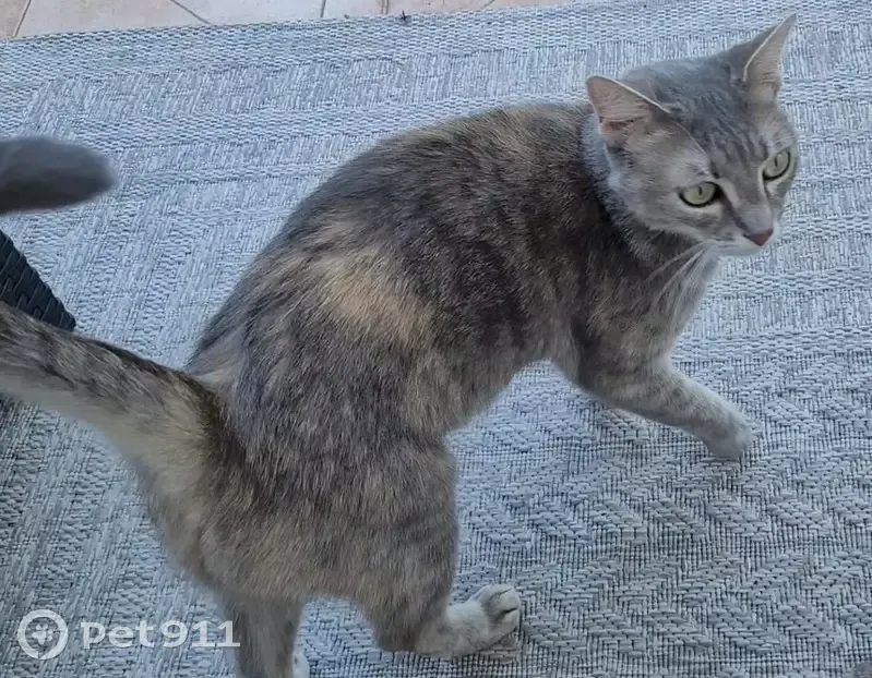 Chatte perdue Drancy: Indy, 7 ans, craintive - photo