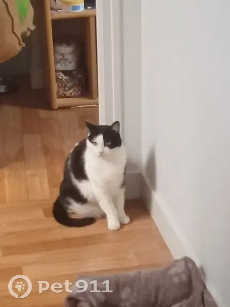 Chatte perdue, blanche/noire, yeux verts - photo