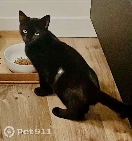 Chatte noire perdue à Montpellier - photo