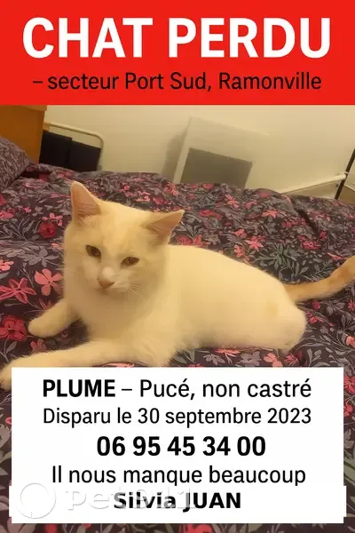 Chat perdu, blanc et roux, sociable, Ramonville - photo
