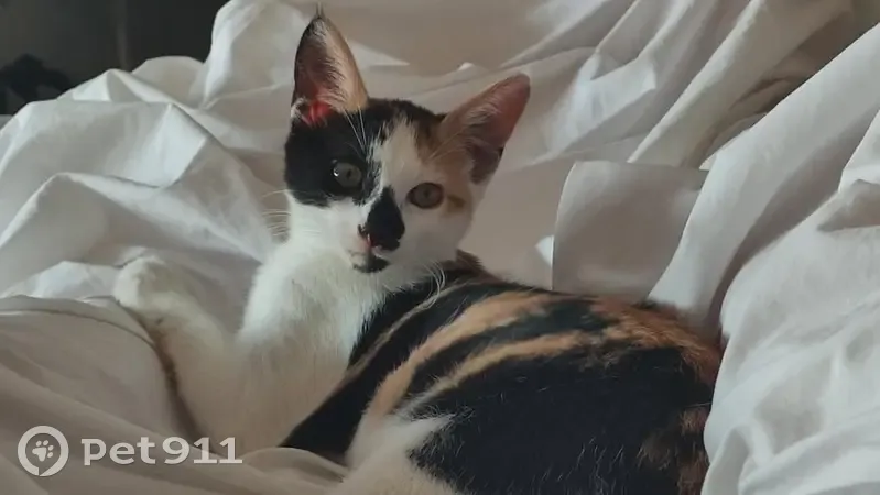 Chatte calicot perdue à L'Arbresle - photo