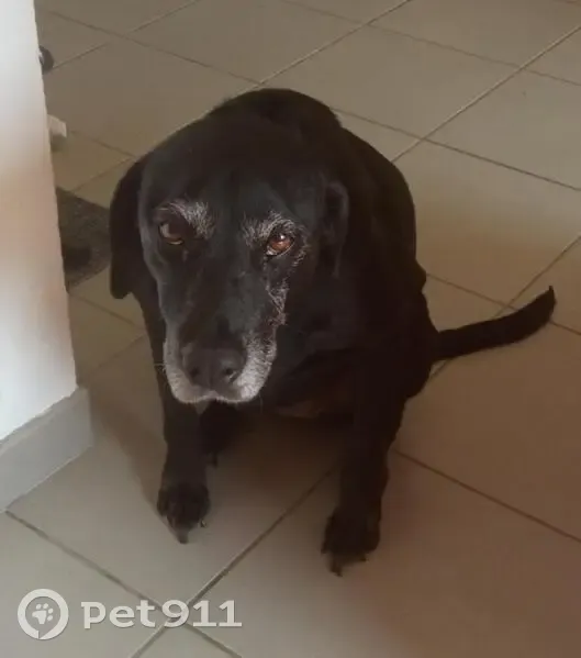 Chien perdue : Seiya, croisée labrador noire - photo