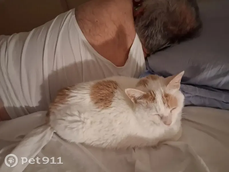 Chatte perdue, blanche/rousse, malade, douce - photo