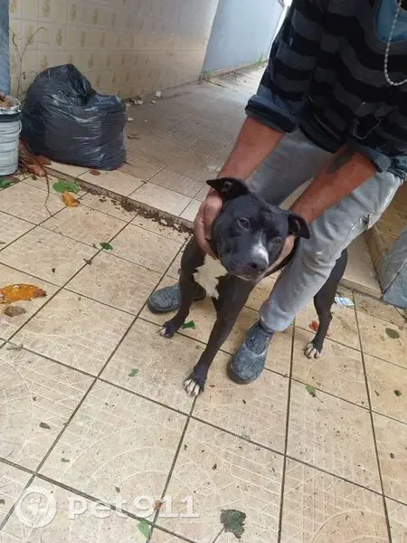 Cachorro encontrado Macho (brf001621) - photo