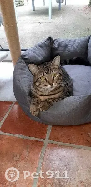 Chat tigré perdu à Divajeu - photo