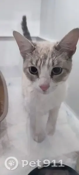 Chaton trouvé près de L'Atelier Boulanger - photo