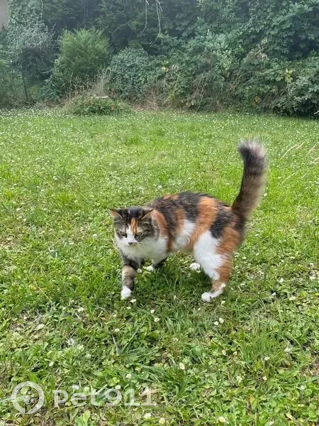 Chatte tricolore perdue à Andrésy - photo