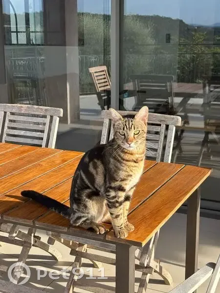 Chat tigré mâle castré trouvé à Vence - photo