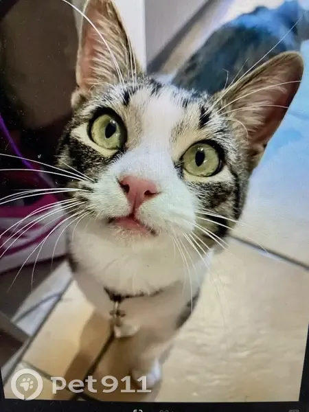 Chat perdu, très affectueux, Allauch - photo