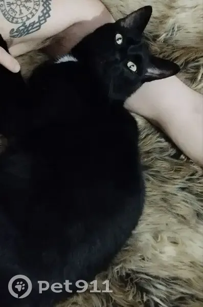 Chatte noire perdue à Saint-Hilaire - photo