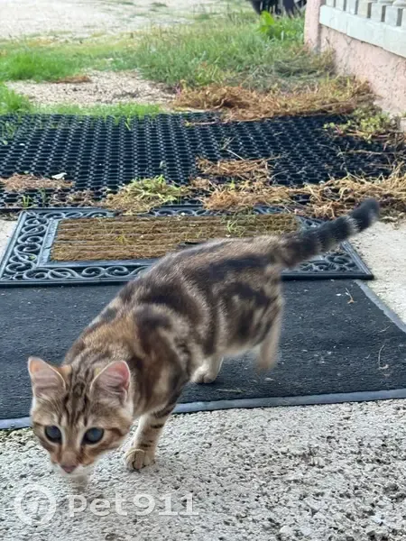 Chatte tigrée trouvée, sociable, yeux vitreux - photo