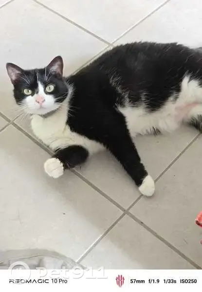 Perdu : Chatte noire/blanche, nez rose, Nantes - photo