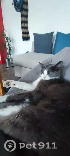 Chatte perdue à Pornichet, collier rose - photo
