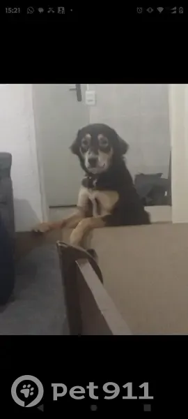 Cachorro perdido - photo