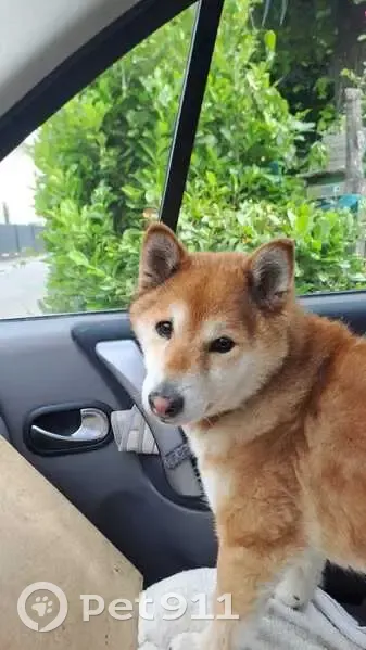 Chienne Shiba Inu perdue, 15 ans, sourde - photo