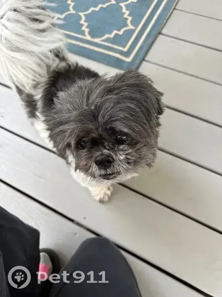 Found: Black & White Shih Tzu in Santa Rosa - photo