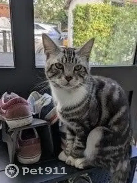 Chat gris et blanc trouvé à Orléans - photo