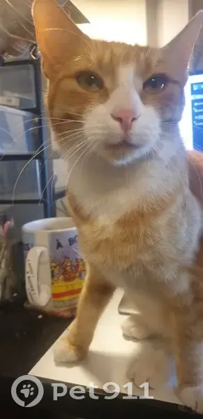Chat disparu près des Esselières, Villejuif - photo
