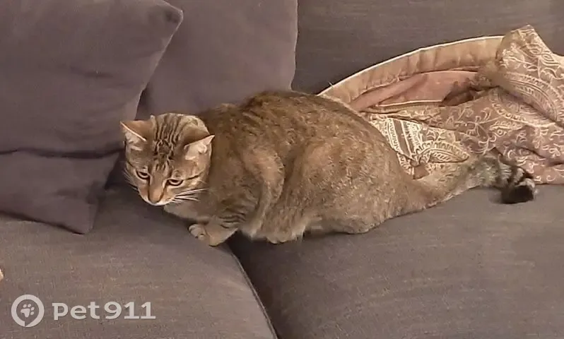 Chat perdu : Tigré gris, mâle castré, Monts - photo
