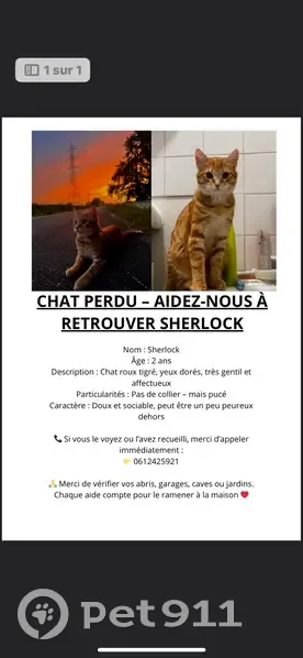 Chat perdue à Résidence Marly, Bordeaux - photo