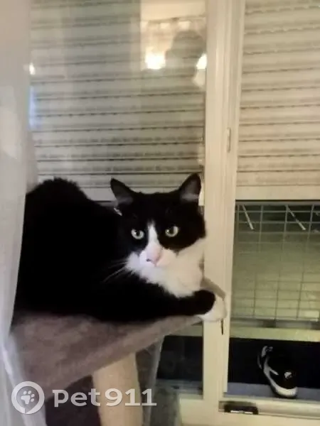 Chat noir et blanc perdu à Pontoise - photo