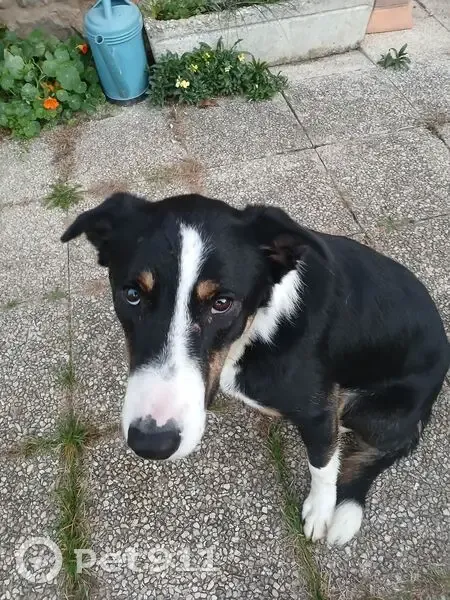 Chien trouvé blessé à Burdignes - photo