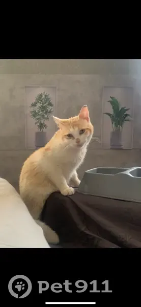 Chat perdu, gros, tête penchée, Tarbes - photo