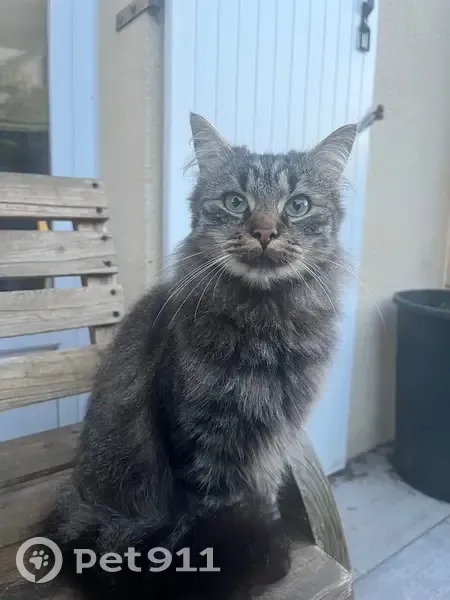 Chat trouvée à Bourneville-Sainte-Croix - photo