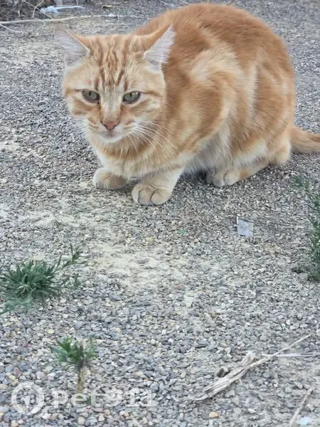 Chat roux trouvé Rue des Entrepreneurs - photo