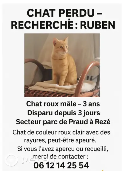 Chat roux perdu, castré, pucé à Rezé - photo