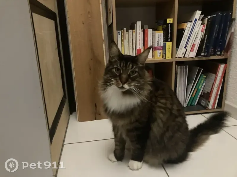 Main Coon perdu, Rue des Tourterelles - photo