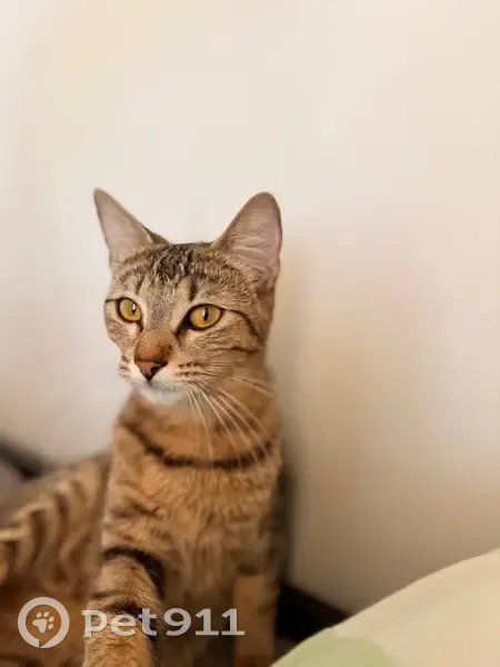 Chat perdu : Tigre, craintif, yeux jaunes - photo