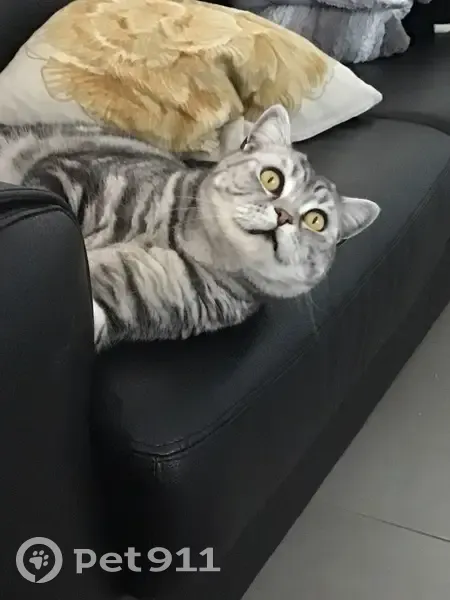 Chat perdu : Oméga, gros gris rayé noir - photo