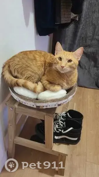 Chat roux perdu Av. Jean Rieux, Toulouse - photo