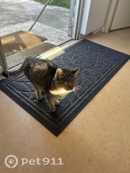 Chat gris tatoué trouvé à Levet - photo